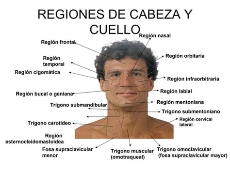 anatomía de regiones.